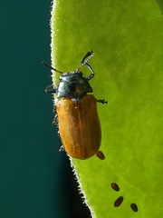 Labidostomis
