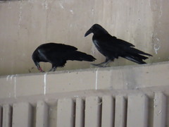 Corvus corax