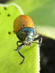 Labidostomis