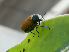 Labidostomis