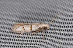 Symmocoides oxybiella