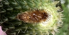 Paracantha culta