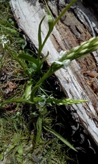 Platanthera dilatata leucostachys