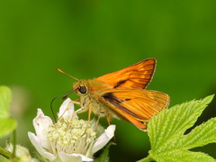 Ochlodes sylvanus