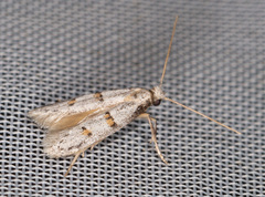 Symmocoides oxybiella