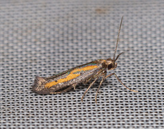 Ochromolopis ictella