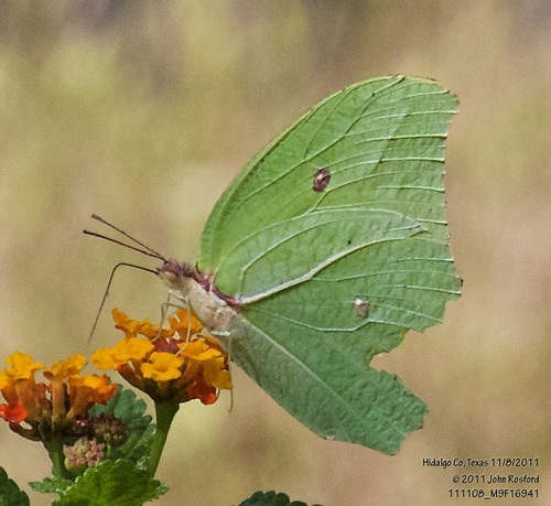 Yellow Angled-Sulphur photo 3