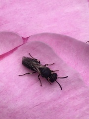 Hylaeus modestus