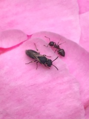 Hylaeus modestus