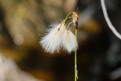 Eriophorum gracile