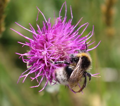 Cirsium dissectum
