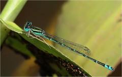 Austroagrion exclamationis