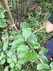 Viburnum macrocephalum