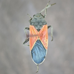 Melanopleurus belfragei