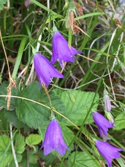 Campanula martinii