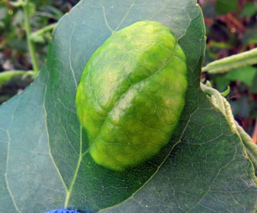 Poplar Leaf Curl