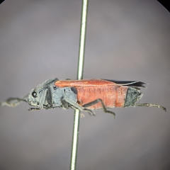 Melanopleurus belfragei