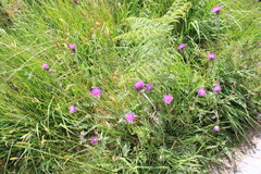 Cirsium dissectum