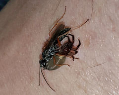 Auplopus mellipes