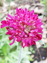 Knautia macedonica