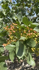 Pistacia vera