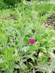 Knautia macedonica