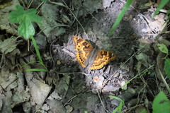 Apatura ilia clytie