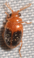 Prionocyphon discoideus