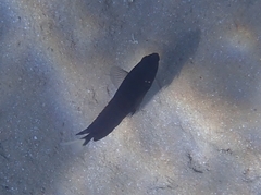 Pomacentrus trichrourus