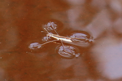 Limnoporus notabilis