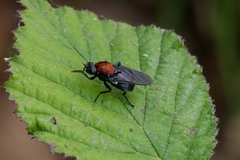 Clitellaria ephippium