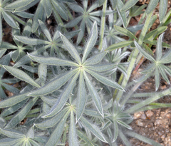 Lupinus magnificus