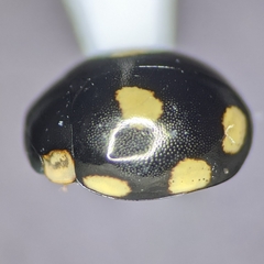 Hyperaspis octonotata