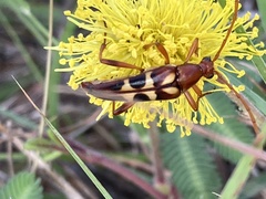 Strangalia virilis