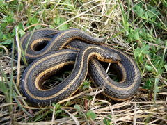 Thamnophis butleri