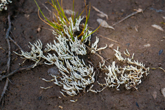 Siphula ceratites image