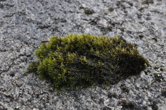 Racomitrium heterostichum