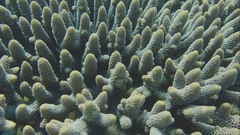 Acropora spathulata