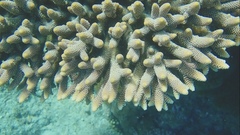Acropora spathulata