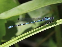 Enallagma laterale