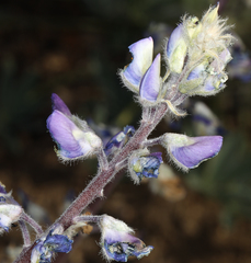 Lupinus magnificus