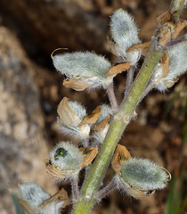 Lupinus magnificus