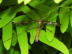 Tipula maxima