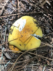 Russula flavida