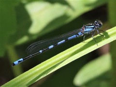 Enallagma laterale