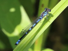 Enallagma laterale