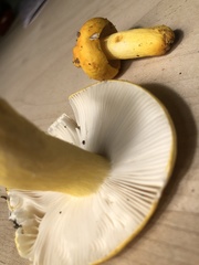 Russula flavida