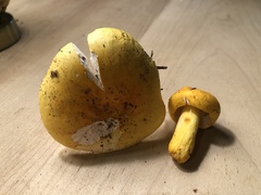 Russula flavida