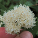 Virginia Meadowsweet - Photo (c) Rob Curtis, some rights reserved (CC BY-NC-SA), uploaded by Rob Curtis