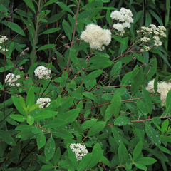 Spiraea virginiana